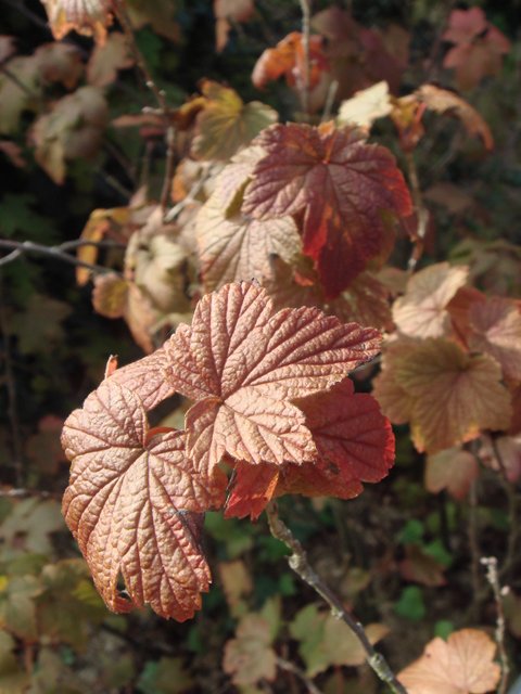 Ribes x gordonianum automne P2